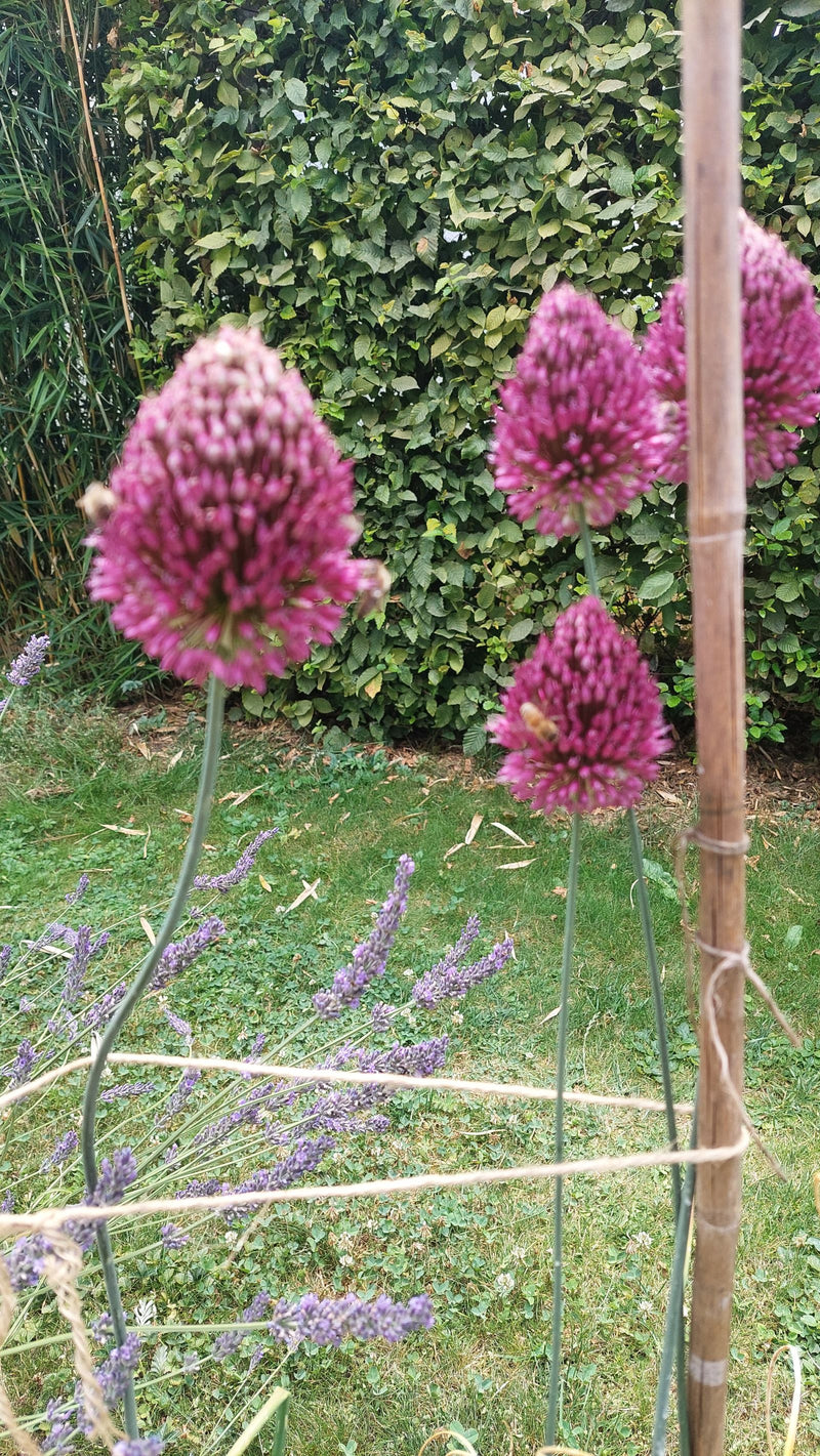 L'image montre plusieurs inflorescences pourpres d'ail des ours devant une haie verte. Les plantes poussent dans un jardin avec une pelouse.
