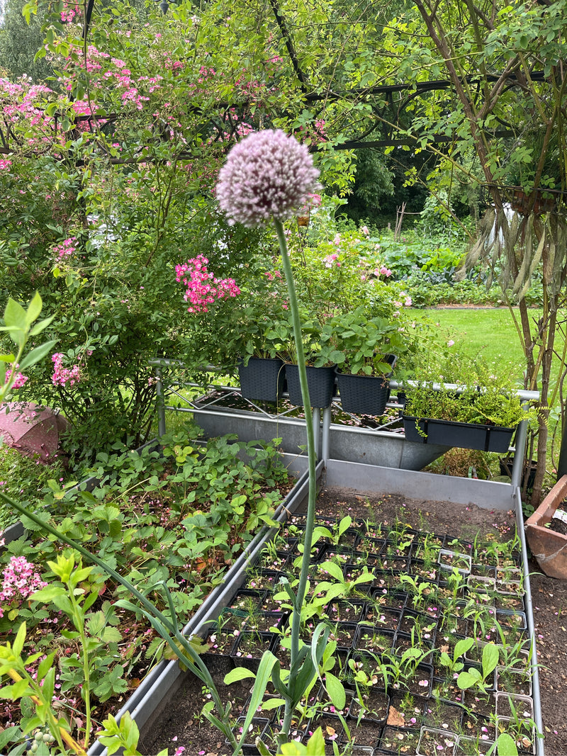 On voit la tige dressée de l'ail des ours avec son inflorescence sphérique pourpre caractéristique. La plante se dresse dans un jardin devant des parterres e...