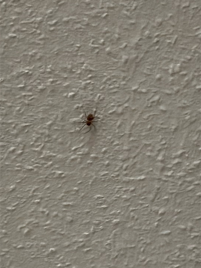 Araignée orbe (famille) — Bild 1