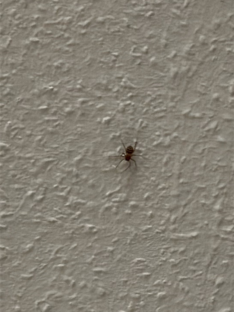 Araignée orbe (famille) — Bild 2