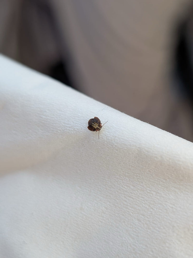 Bug de balle — Bild 2