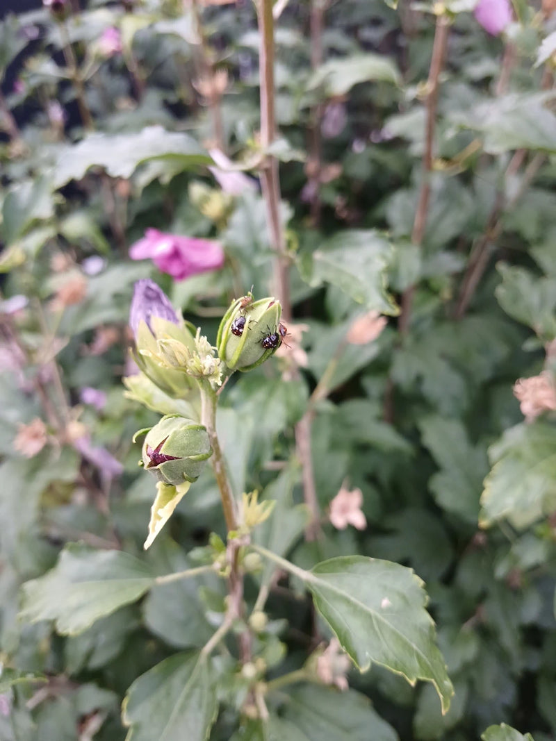 L'image montre plusieurs punaises globuleuses posées sur un bourgeon de plante vert. L'arrière-plan présente un feuillage flou.