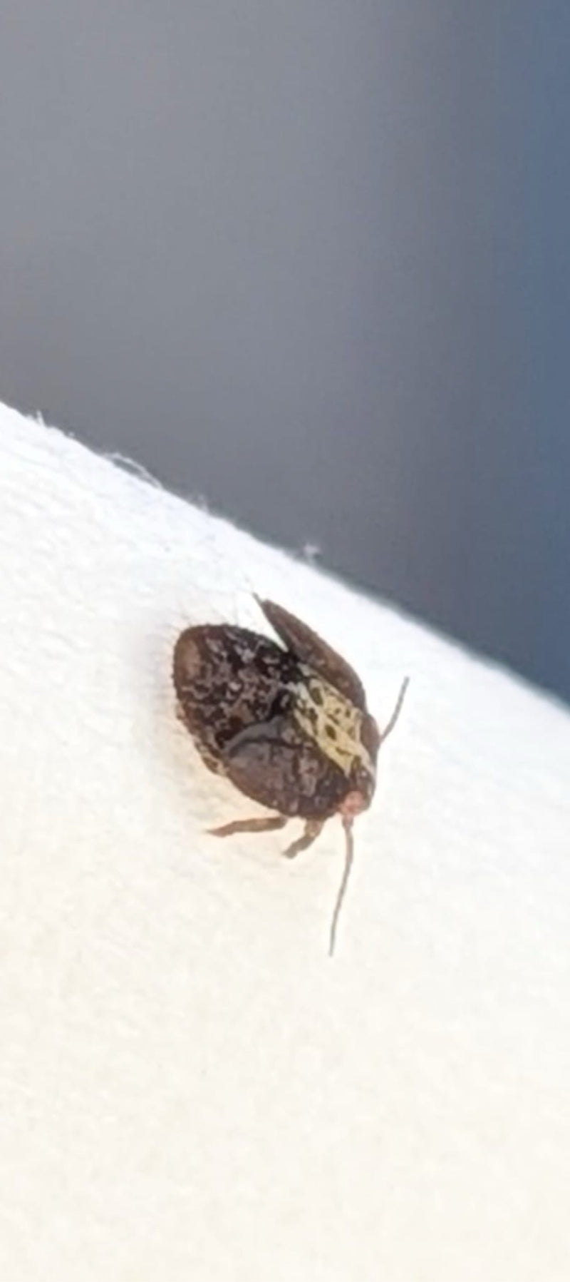 Bug de balle — Bild 1