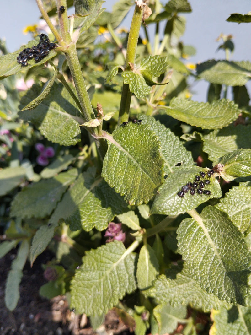 De nombreuses petites punaises globuleuses sont assises sur les feuilles vertes d'une plante. Certains insectes se rassemblent.