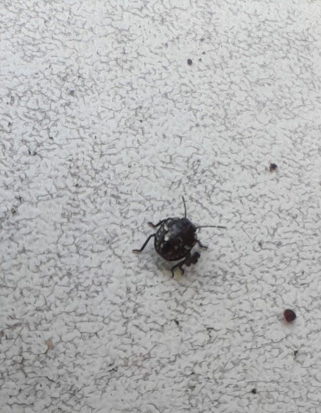 Une punaise globuleuse est assise sur une surface claire et texturée. L'insecte est bien visible.