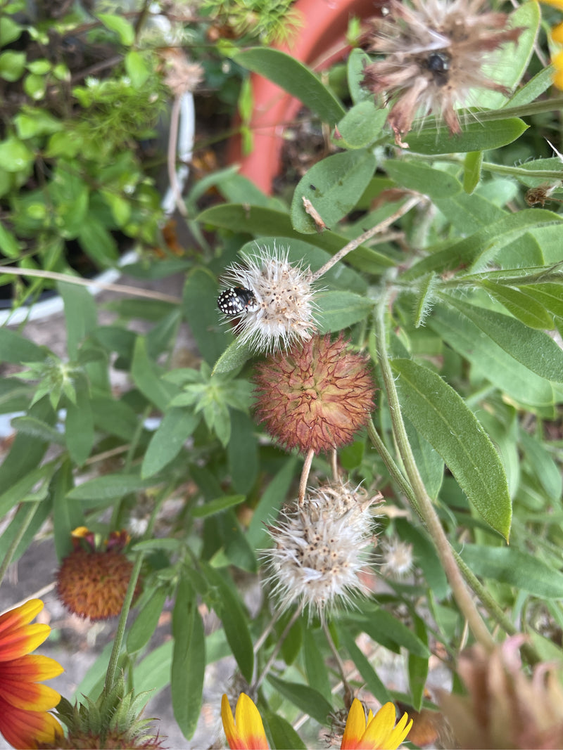 L'image montre une punaise sur une plante fanée. L'insecte est clairement visible posé sur une inflorescence claire entourée de feuilles vertes.