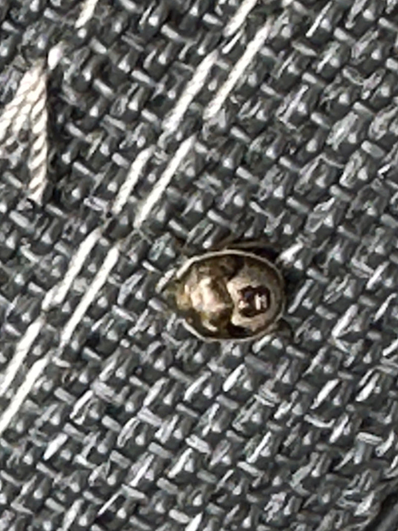 L'image montre une punaise globuleuse posée sur une surface textile texturée.