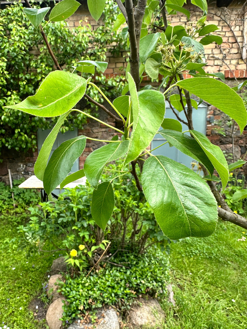 Poire cultivée — Bild 1