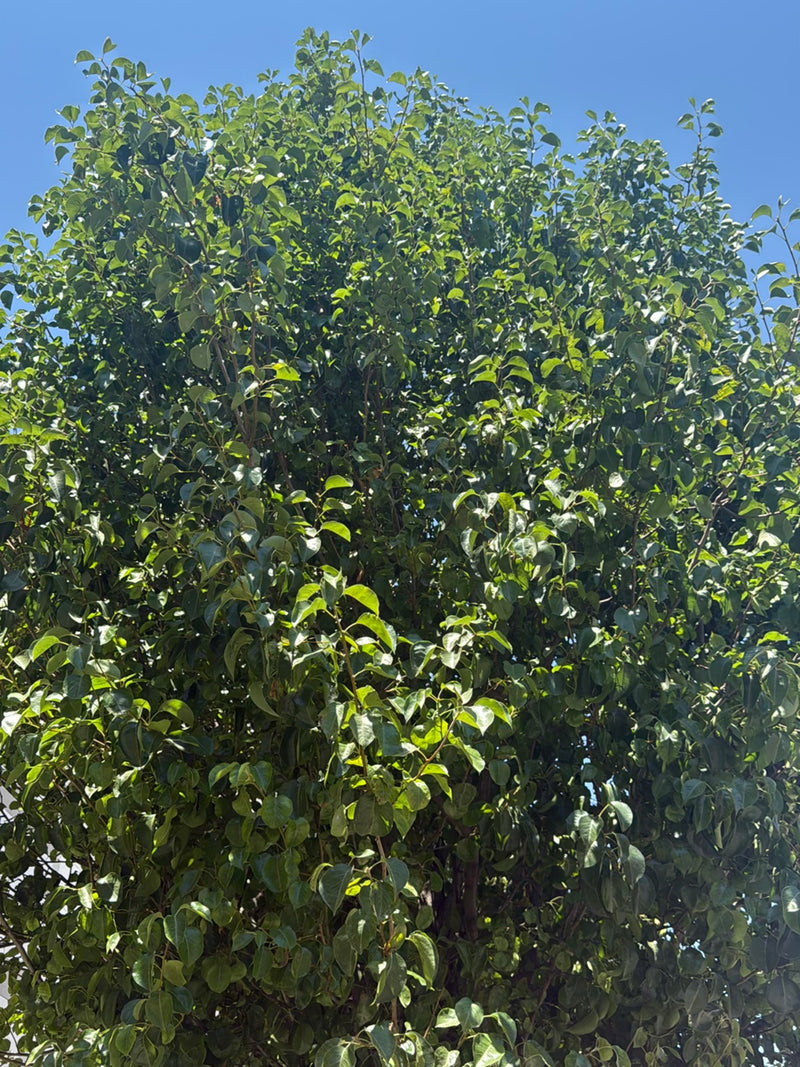On aperçoit la cime verte d'un poirier cultivé avec de nombreuses feuilles sur fond de ciel bleu clair.