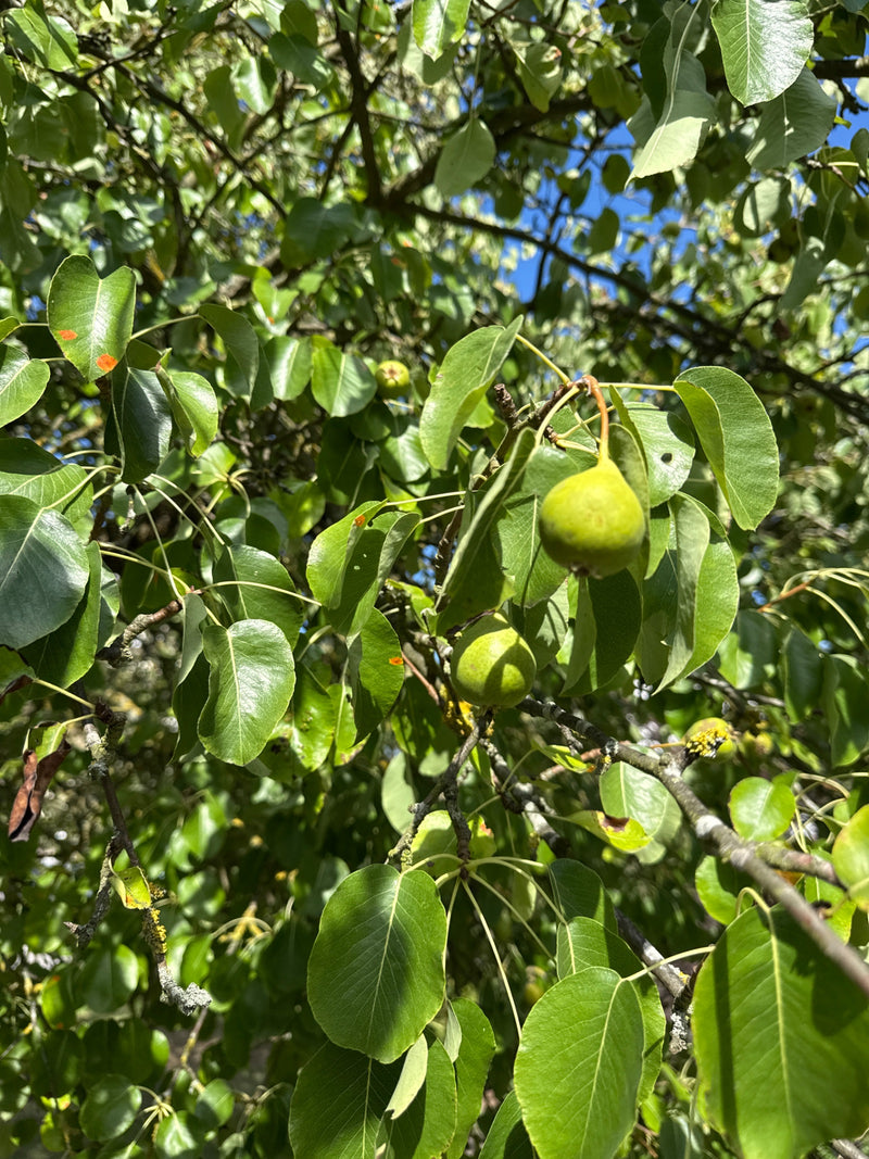L'image montre des poires cultivées non mûres sur une branche avec des feuilles vertes. Les fruits sont suspendus au milieu du feuillage dense.