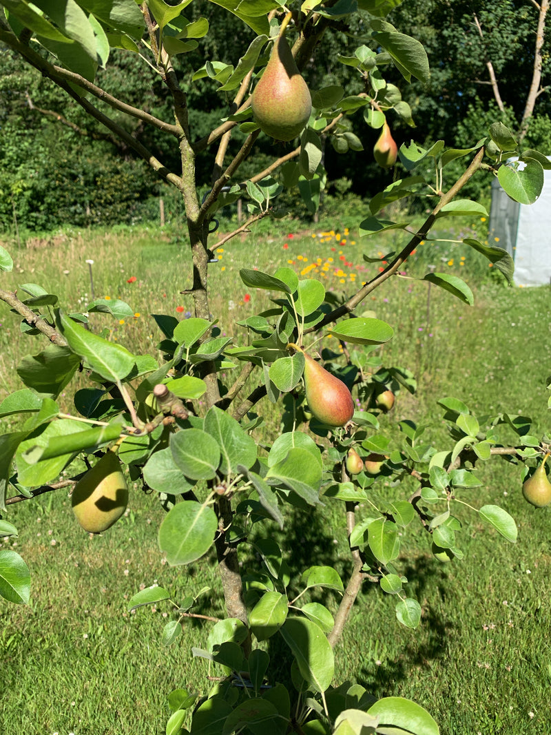 L'image montre un jeune poirier (Pyrus communis) avec plusieurs poires en croissance sur ses branches. Un espace de jardin verdoyant est visible en arrière-p...