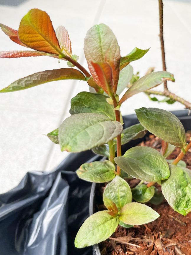 Bleuets cultivés — Bild 1