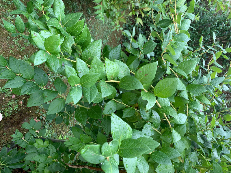 On aperçoit une branche dense de myrtillier cultivé avec de nombreuses feuilles vertes recouvertes de gouttes d'eau. La prise de vue montre la plante en gros...