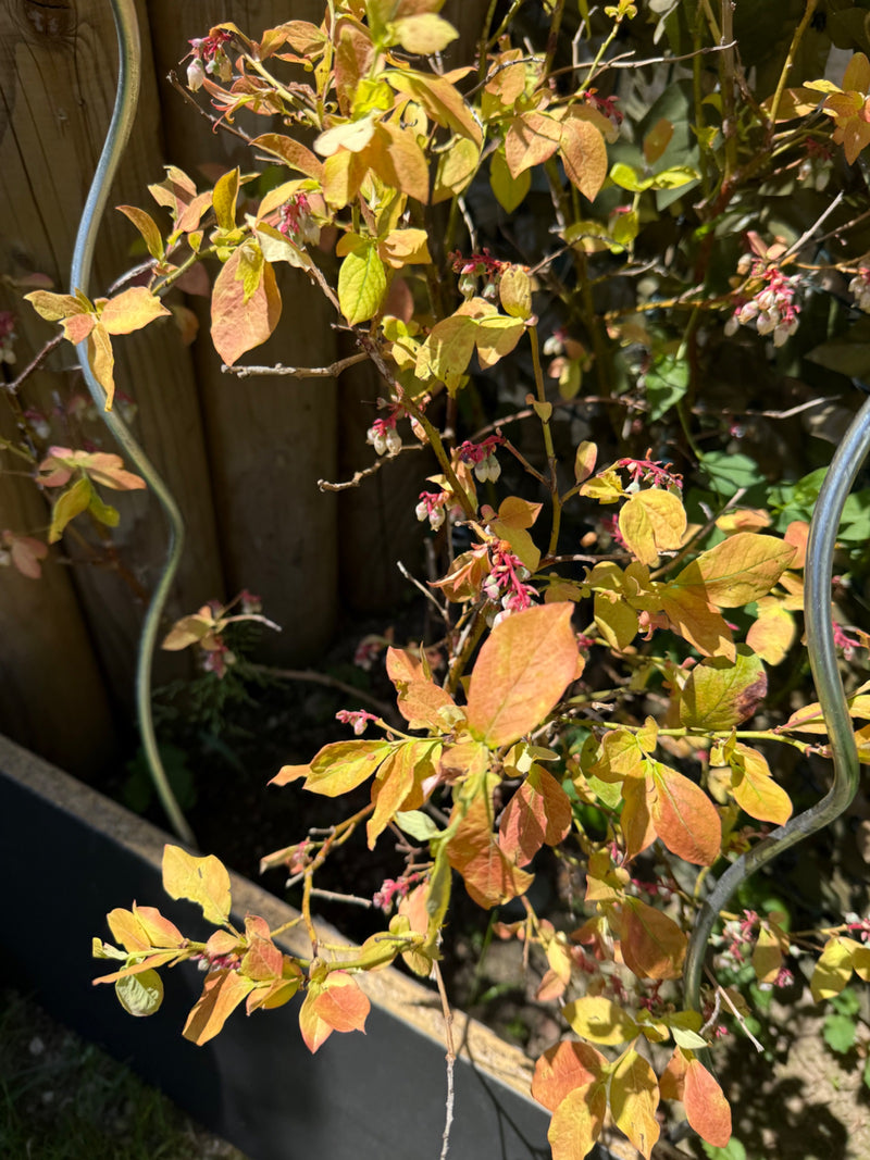 On voit un bleuet cultivé avec des feuilles jaunâtres-rougeâtres et de petits bourgeons dans un parterre de jardin près d'un tuteur.