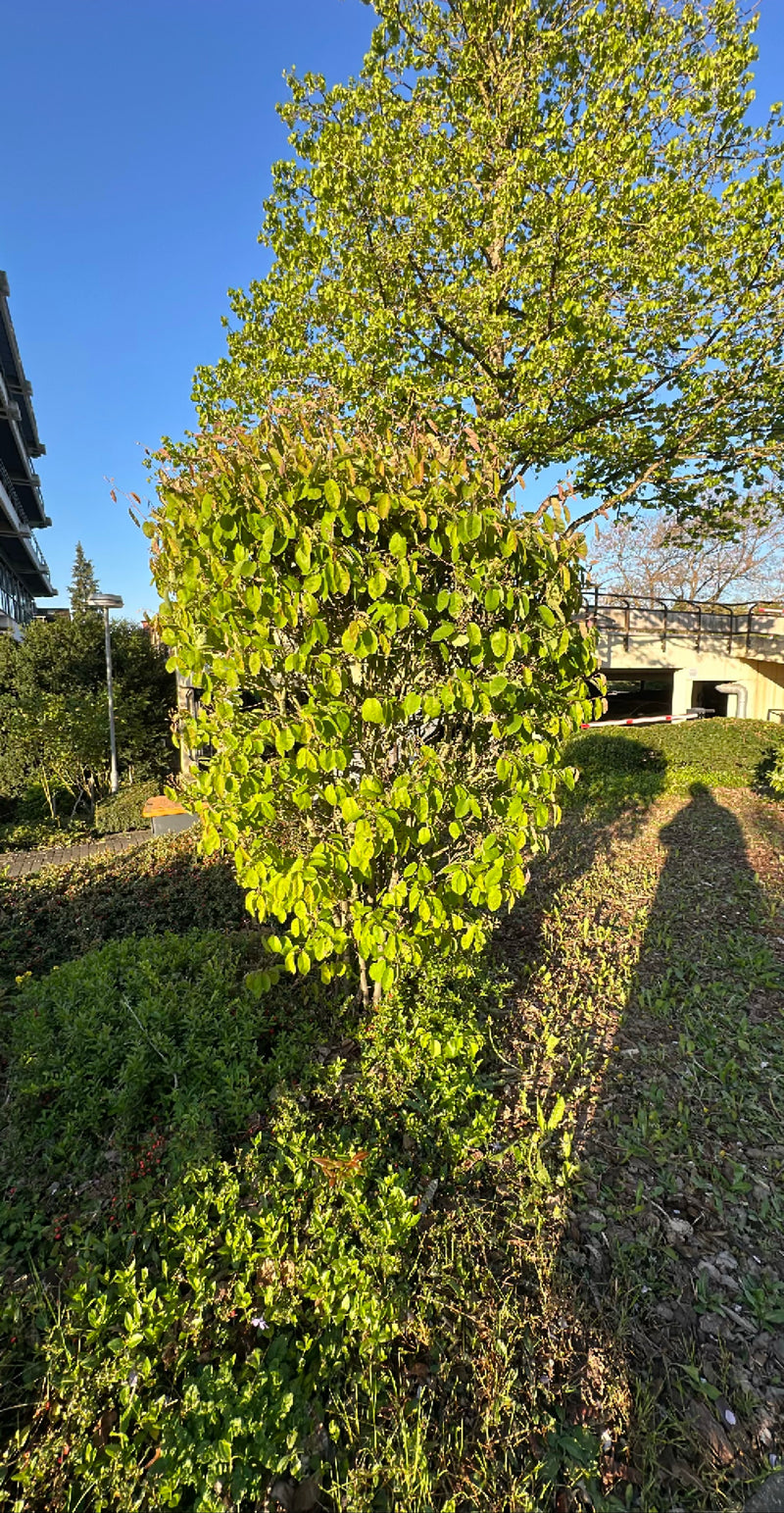On aperçoit un arbuste de taille moyenne d'Amélanchier de Lamarck doté d'un feuillage vert baigné de soleil. La plante se trouve dans un espace vert urbain.