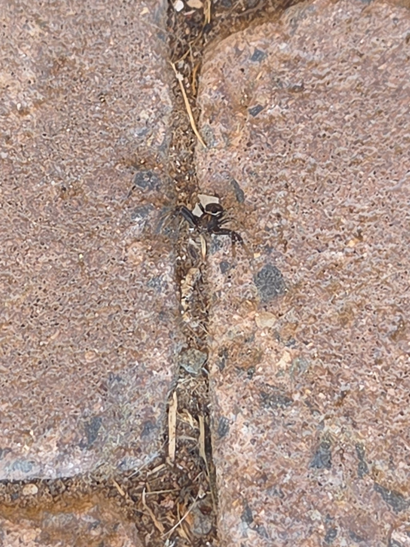 Araignée sauteuse de soleil en cuivre — Bild 2