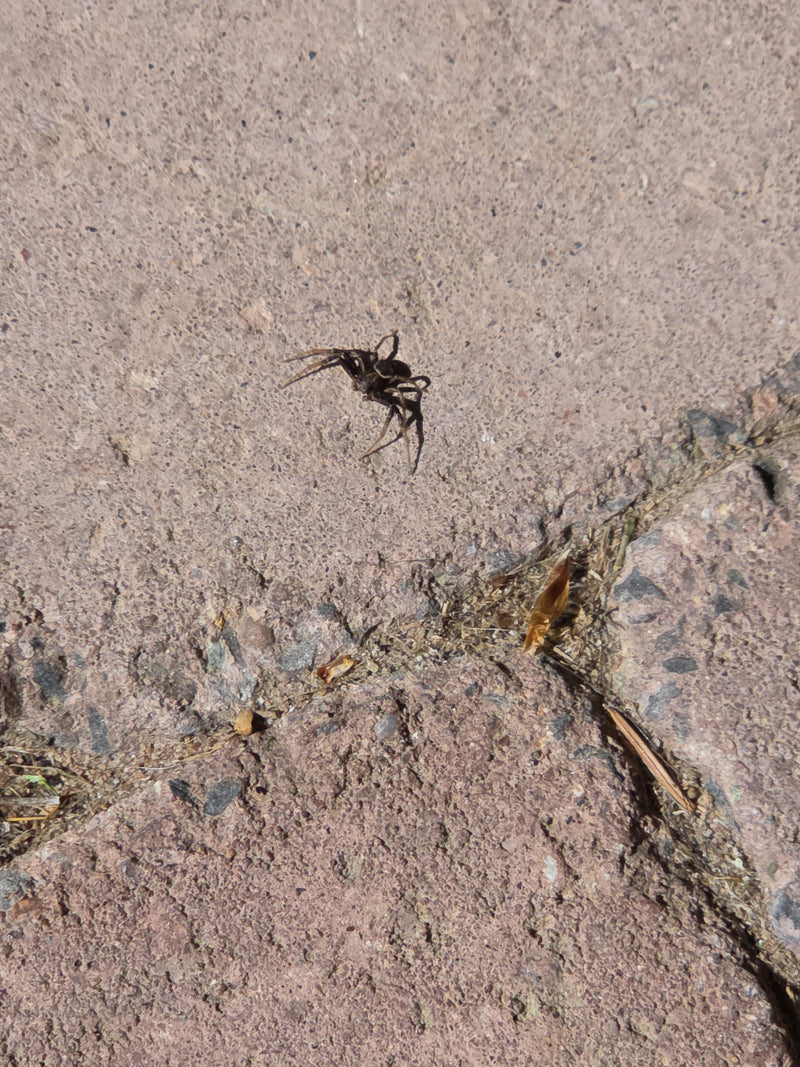 Araignée sauteuse de soleil en cuivre — Bild 1