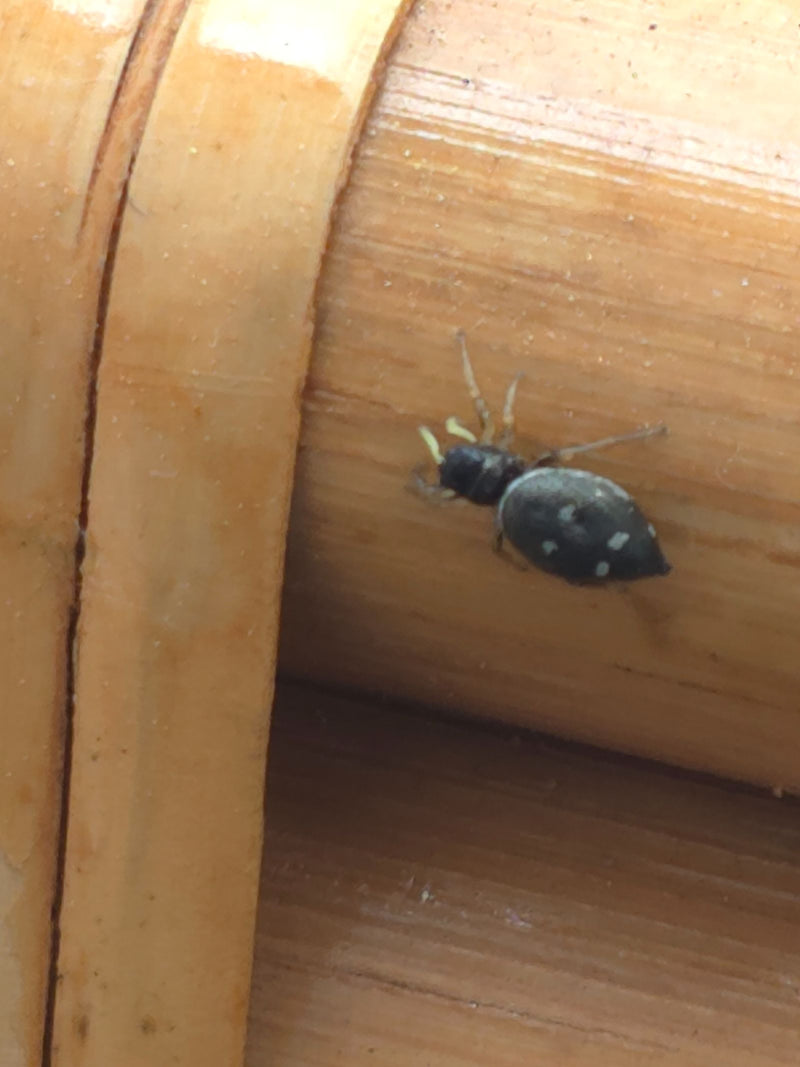 L'image montre une araignée sauteuse héliophile assise sur une surface en bois clair. L'araignée présente sa coloration corporelle sombre typique avec des ta...