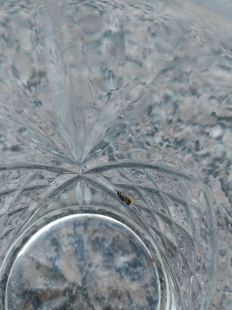 Une araignée sauteuse cuivrée est assise sur la surface intérieure d'un verre texturé. Le sujet apparaît relativement petit.