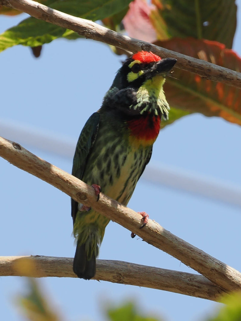 Oiseau barbu du chaudronnier — Bild 1