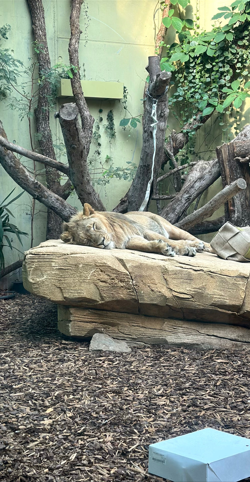 Lion — Bild 1
