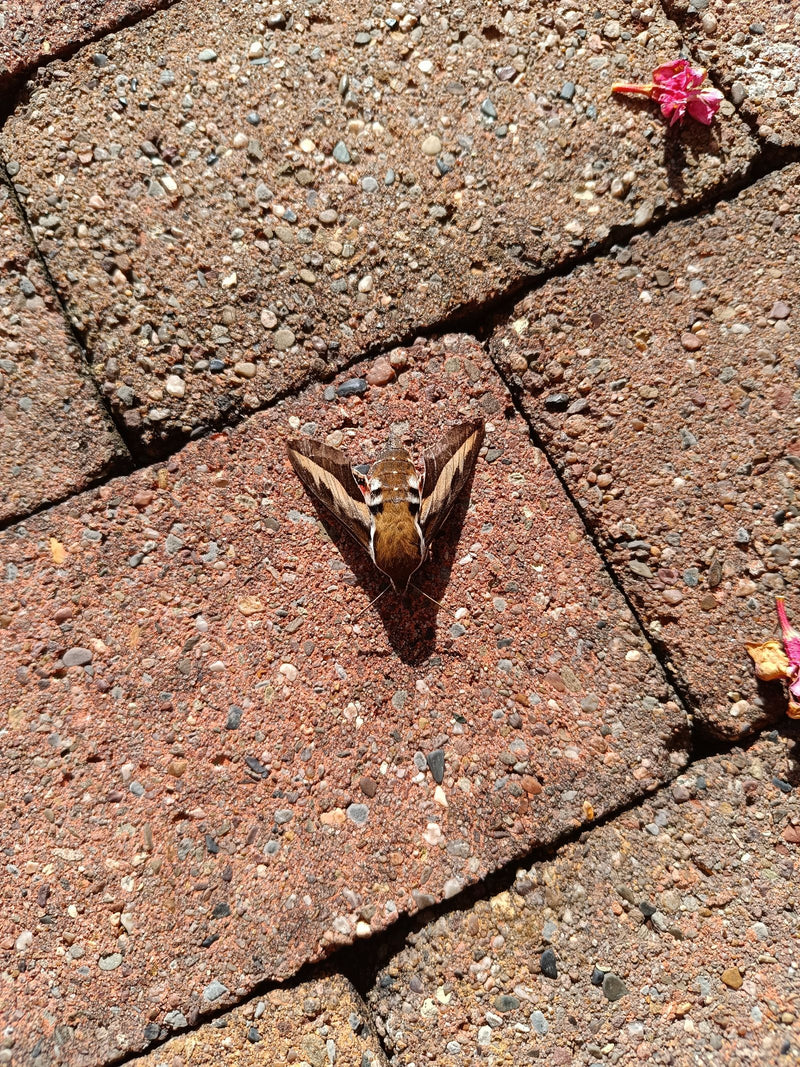 Sphinx du gaillet — Bild 1
