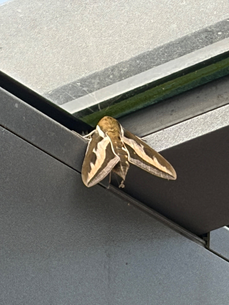 Sphinx du gaillet — photo 1 sur 2