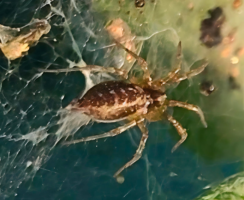 Araignée labyrinthe — photo 2 sur 5