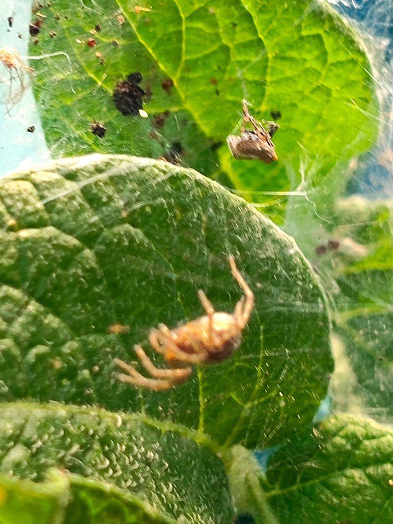 Araignée labyrinthe — photo 1 sur 5