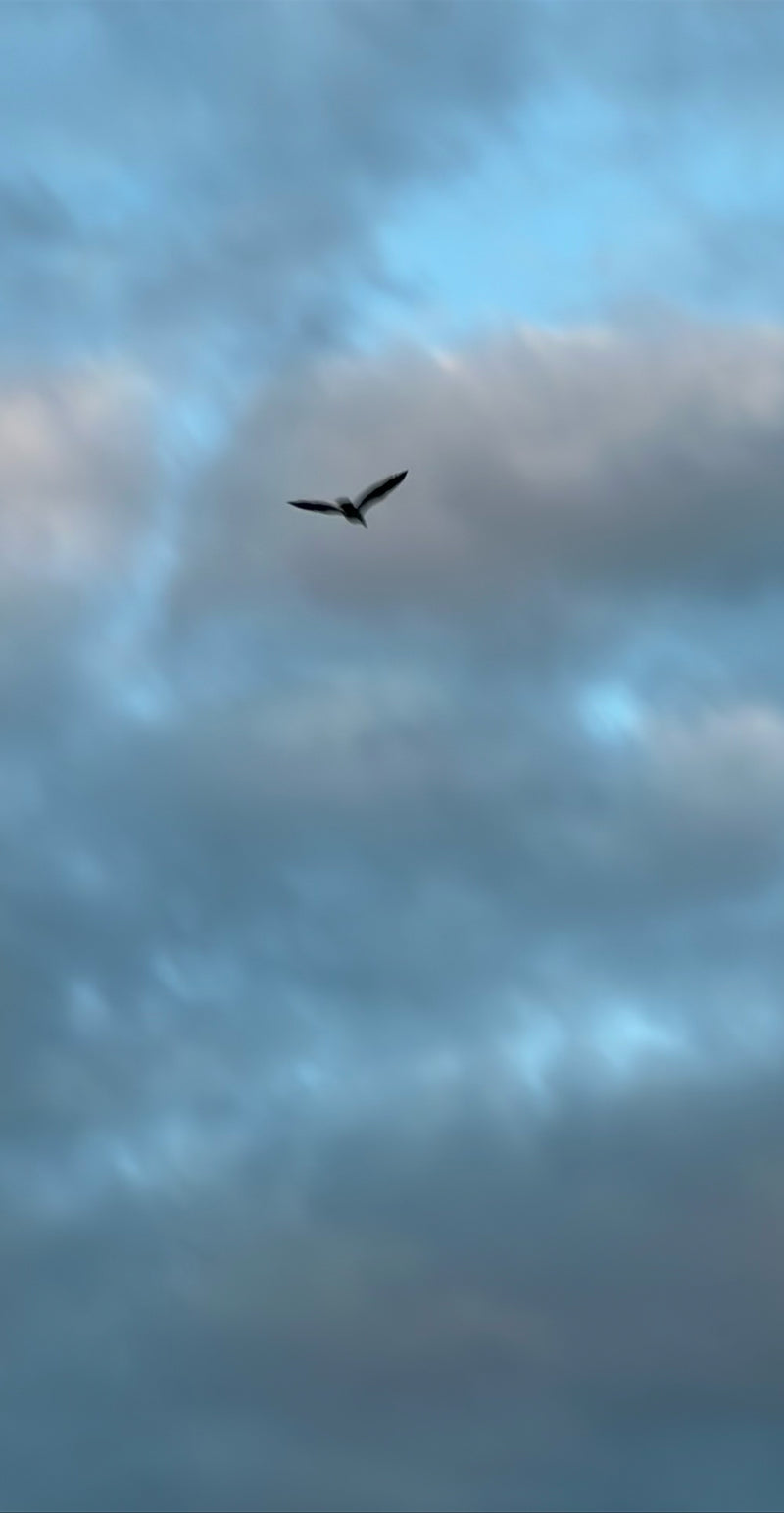Mouette rieuse — Bild 1