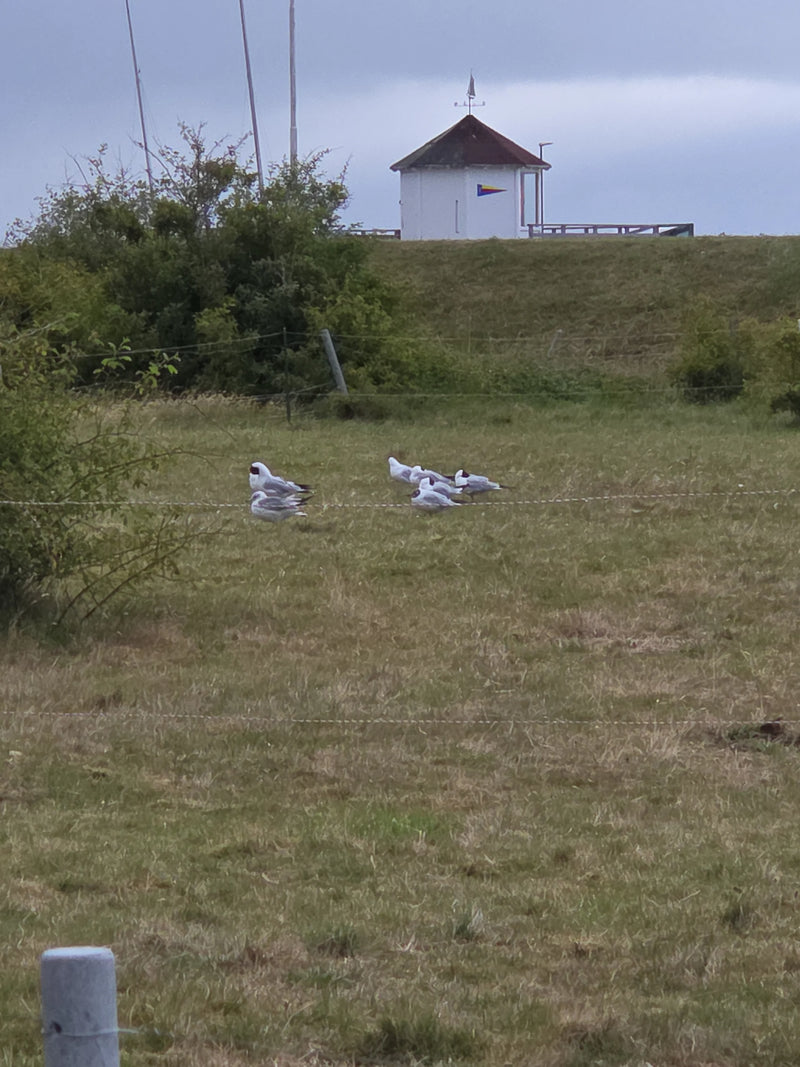 Plusieurs mouettes rieuses se tiennent dans l'herbe d'un pré devant une digue avec un petit bâtiment en arrière-plan.