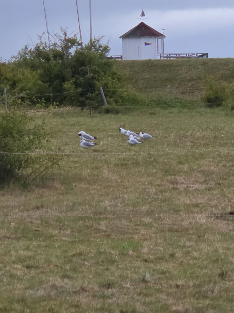 Plusieurs mouettes rieuses se tiennent ensemble sur une prairie herbeuse verte. On aperçoit une digue avec un petit bâtiment en arrière-plan.