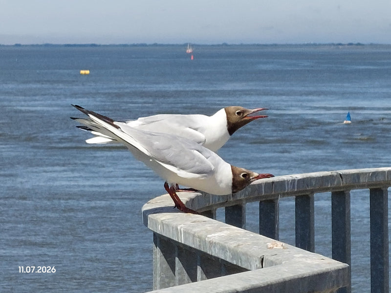 Deux mouettes rieuses en plumage nuptial avec une tête brune caractéristique sont posées sur une rampe en métal. Une vaste étendue d'eau est visible en arriè...