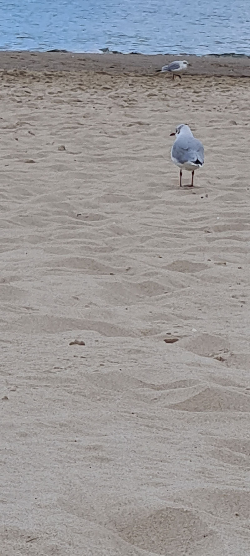 Une mouette rieuse se tient sur une plage de sable près de l'eau, une autre mouette étant visible à l'arrière-plan.
