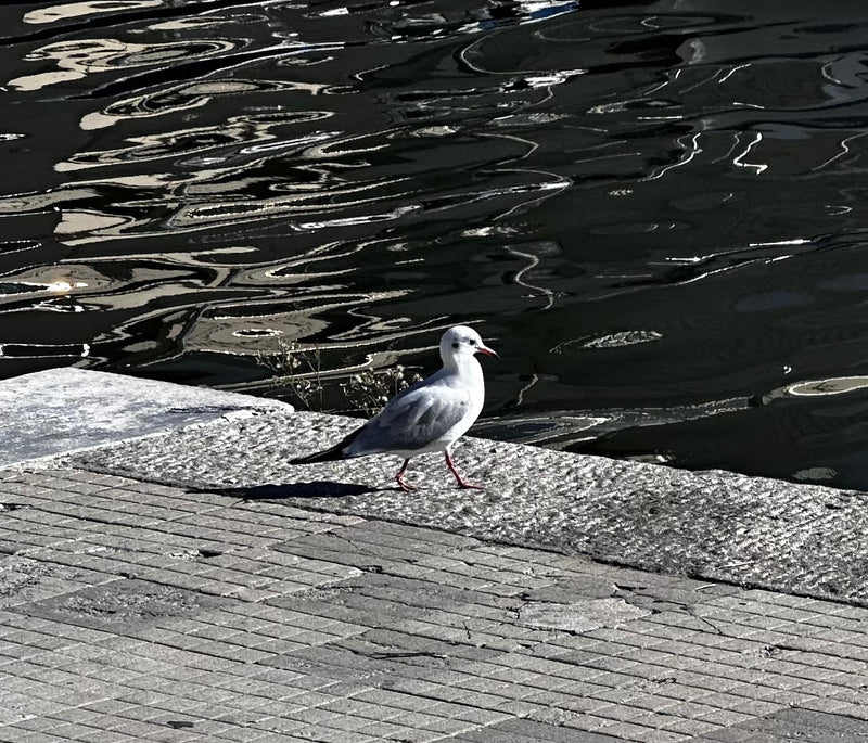 Une mouette rieuse en plumage d'hiver marche sur un quai pavé au bord d'une eau sombre.