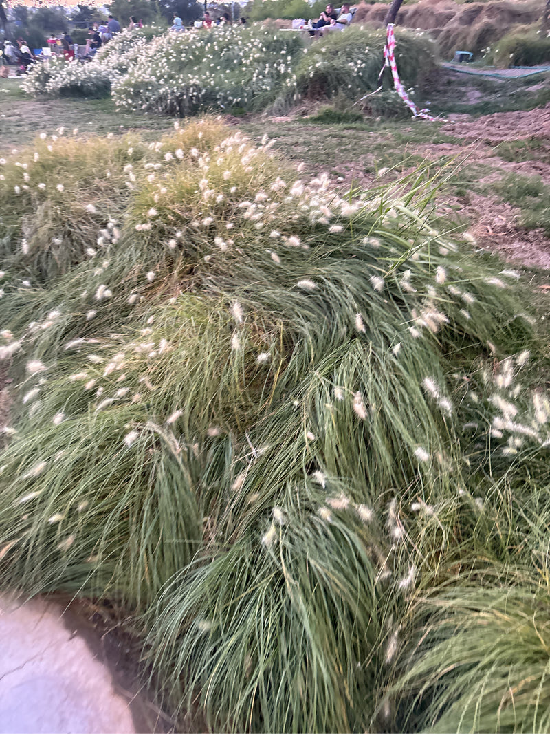 Herbe Pennisetum — Bild 1