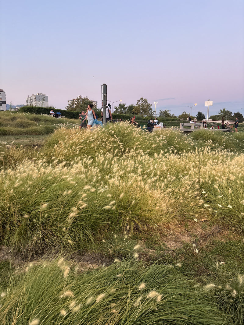 Herbe Pennisetum — Bild 2