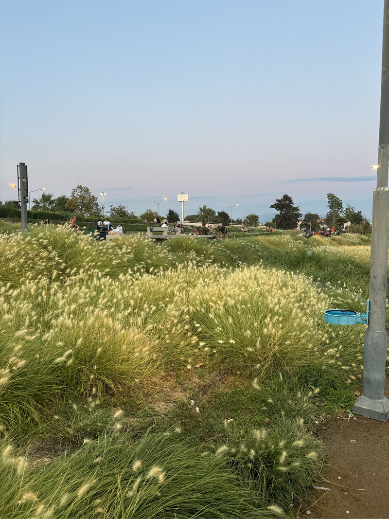 Herbe Pennisetum — Bild 3