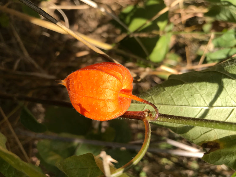 Fleur de lanterne chinoise — photo 2 sur 2