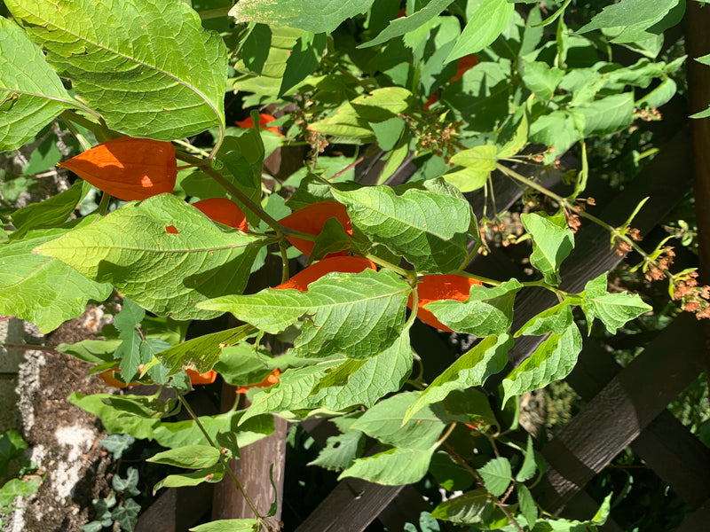 Fleur de lanterne chinoise — photo 1 sur 2