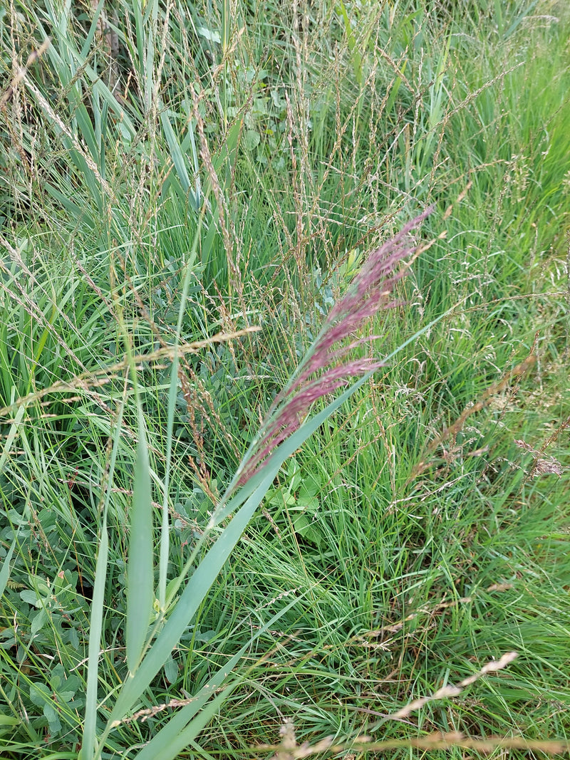 Herbe d'équitation de campagne — Bild 1