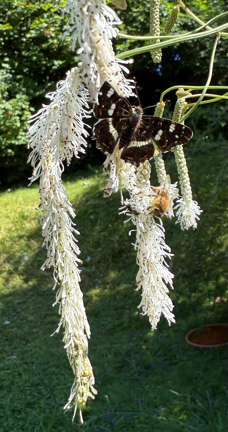 Une carte géographique adulte de la forme estivale sombre est posée, ailes ouvertes, sur une inflorescence blanche allongée. Une abeille domestique se trouve...