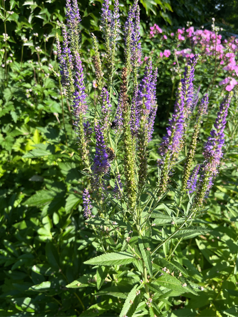 Véronique à longues feuilles — photo 2 sur 9