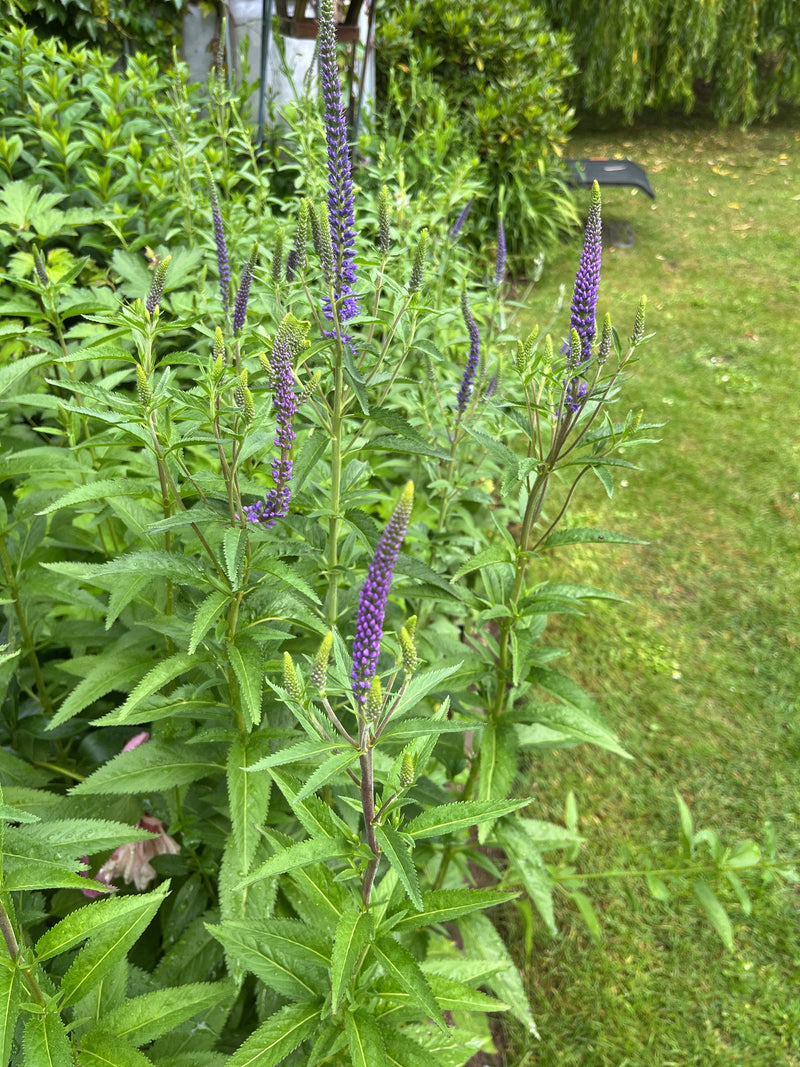 Véronique à longues feuilles — Bild 2