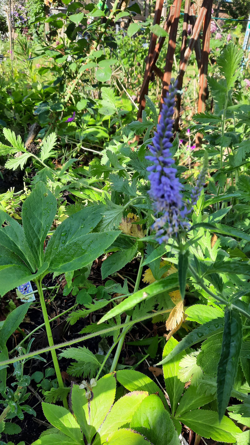 Véronique à longues feuilles — photo 4 sur 9