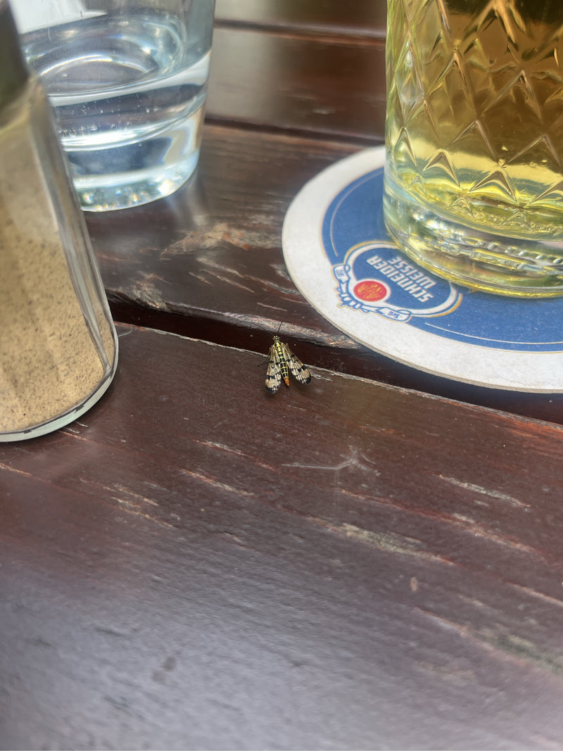 Papillon Longhorn — Bild 2