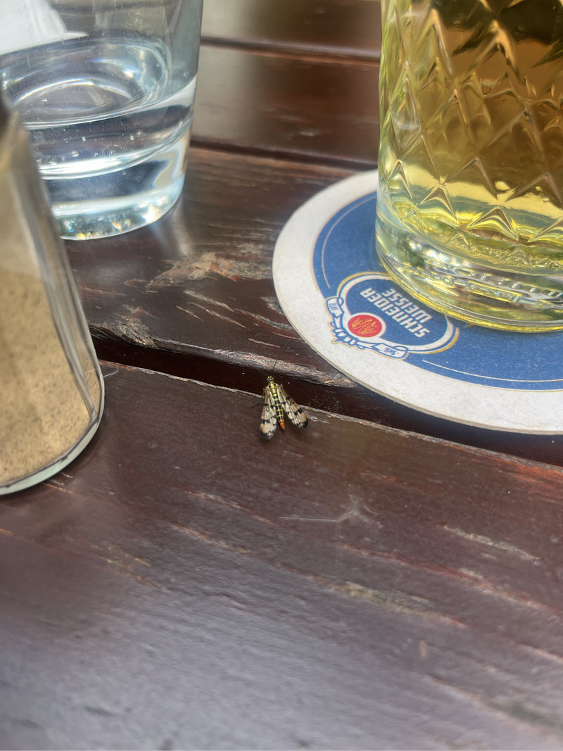 Papillon Longhorn — Bild 1
