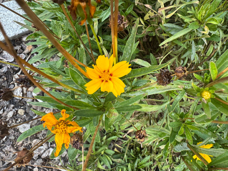 Une fleur jaune de coréopsis lancéolé entourée de feuillage lancéolé et de capitules fanés dans un parterre.