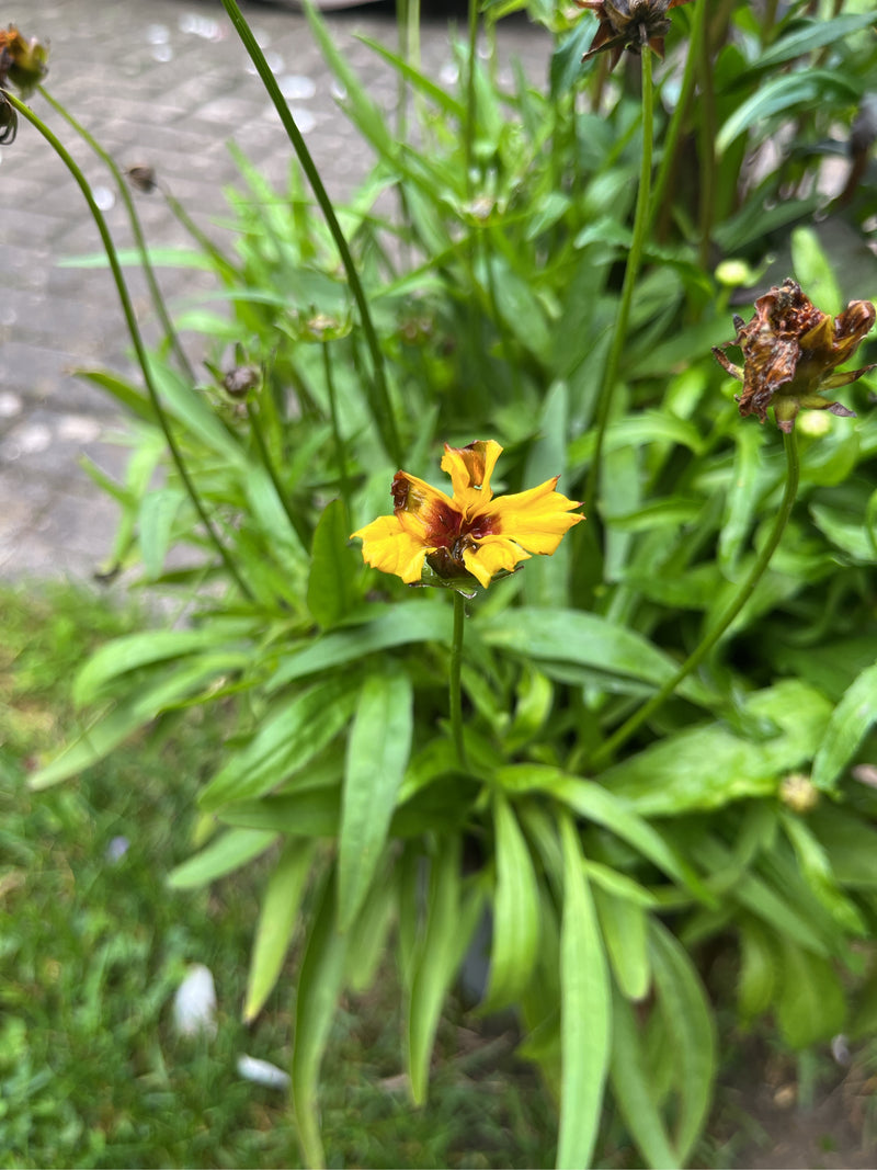 Oeil de jeune fille à feuilles de lancette — photo 4 sur 4