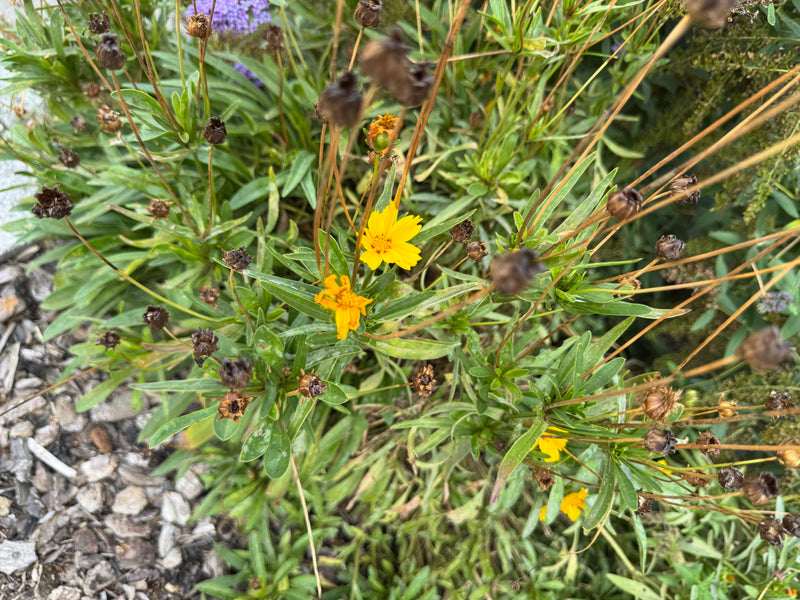 Un coréopsis lancéolé montre des fleurs jaunes et des capitules fanés dans un massif.